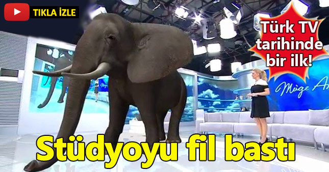 Müge Anlı'nın programını fil bastı