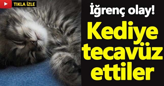 Muğla'da kediye tecavüz ettiler