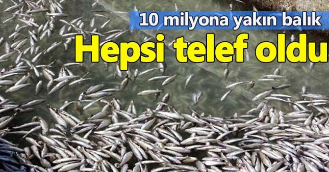 Muğla'da toplu alabalık faciası