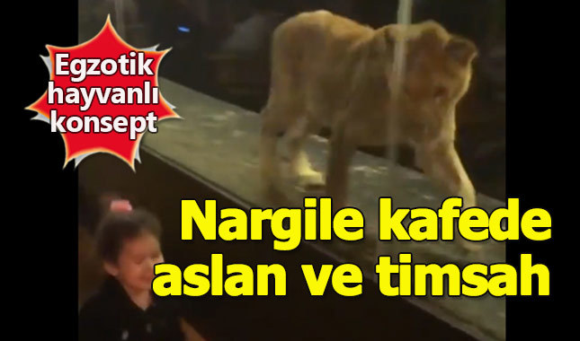Nargile kafede aslanlı konsept tepki çekti