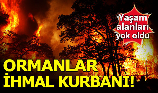 Ormanlarımız ihmal ve dikkatsizliğin kurbanı oldu