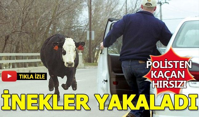 Polisten kaçmayı başaran hırsız ineklere yakalandı