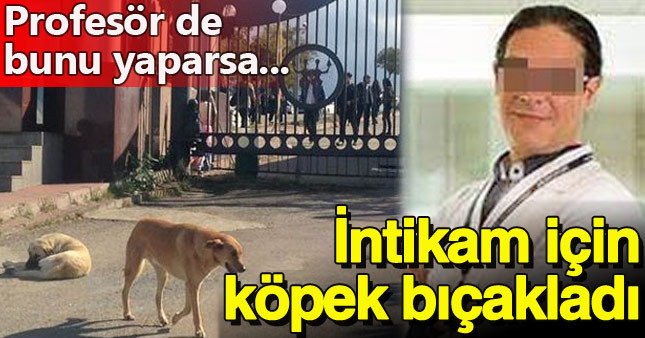 Profesör sahipsiz köpeği öldürdü
