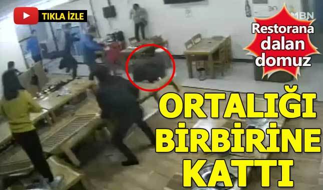 Restorana giren yaban domuzunun ortalığı karıştırması