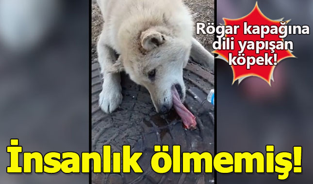 Rögar kapağına dili yapışan zavallı köpek...
