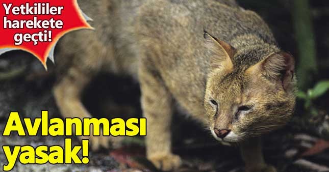 Saz Kedisi koruma altına alınıyor