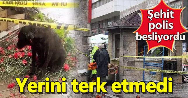 Şehit polisin beslediği köpek yerinden ayrılmadı