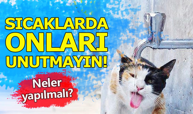 Sıcak havalarda hayvanları unutmayın!