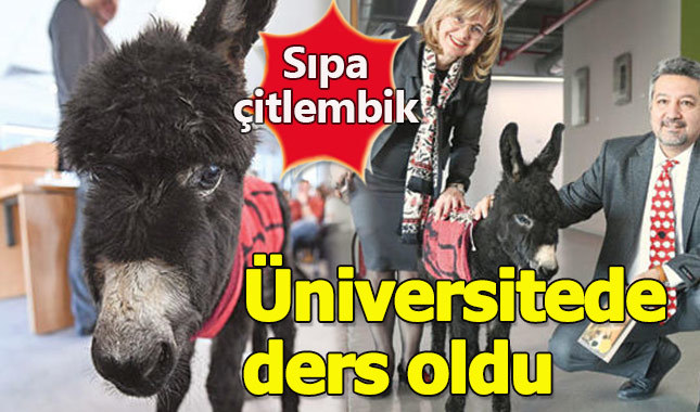 Sıpa Çitlembik üniversitede ders oldu