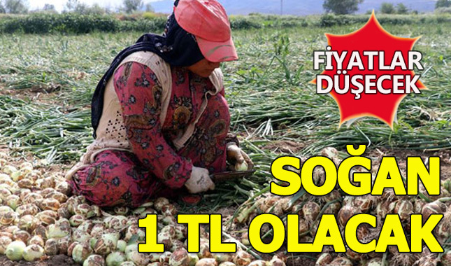 Soğan fiyatları düşecek
