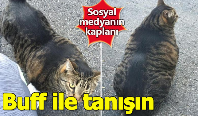 Sosyal medyanın en iri ve kaslı kedisi Buff ile tanışın