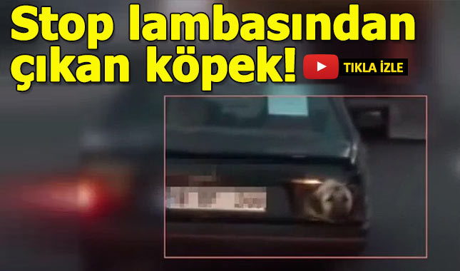 Stop lambasından çıkan köpek!