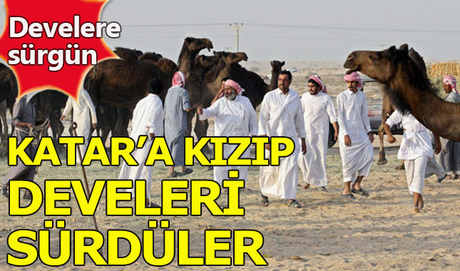 Suudiler, Katar'a kızıp 15 bin deveyi sınırdışı ettiler