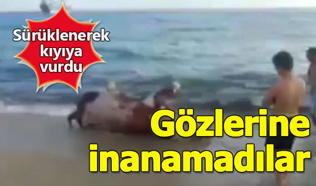 Tatilcileri şok eden görüntü gözlerine inanamadılar
