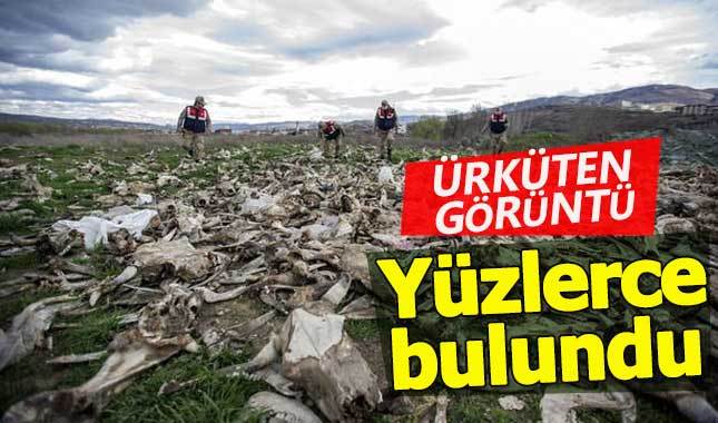 Tokat'ta boş arazide yüzlerce kemik bulundu