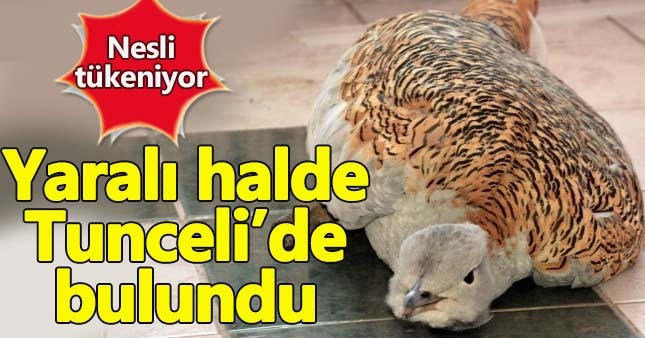 Tunceli'de yaralı toy kuşu bulundu