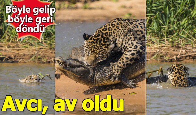 Vahşi doğa görüntüsü! Jaguar timsahı avladı