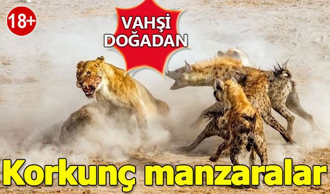 Vahşi doğanın en vahşi anları