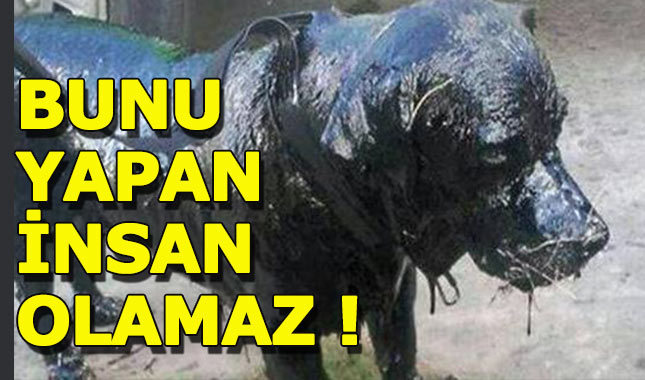 Vicdansızlar! Yavru köpeğin üzerine zift döküp ölüme terk ettiler
