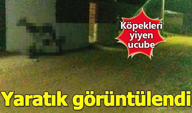 Yarı İnsan yarı köpek görünümlü ucube kameralara böyle yakalandı