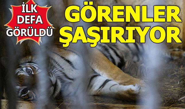 Yavru Bengal kaplanları ilk defa İstanbul'da
