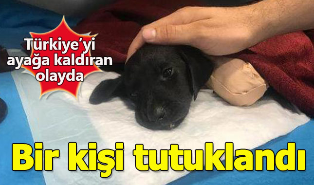 Yavru köpeğe eziyet ederek öldüren kepçe operatörü tutuklandı