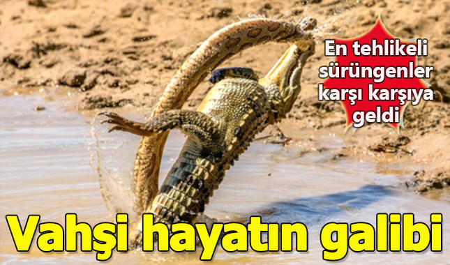 Yılan ve timsah dövüşse kim kazanır?