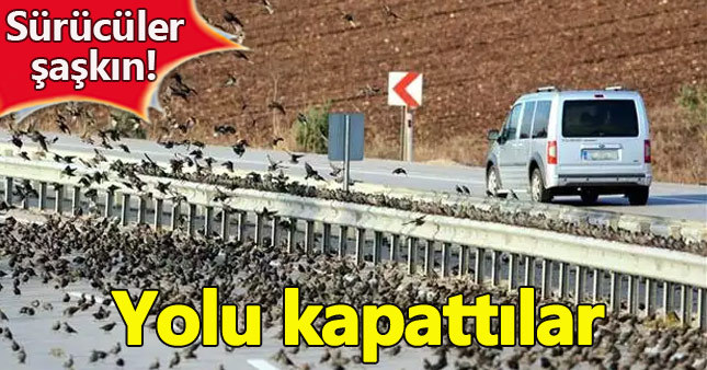 Yolu kapatan sığırcıklar sürücüleri zorladı