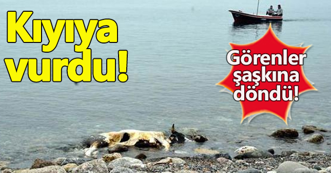Zonguldak'ta ölü inek kıyıya vurdu