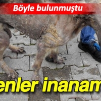 Köpek kendine yardım edenleri şaşırttı