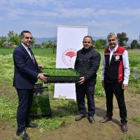 17 BİN KUŞKONMAZ FİDESİ ÜRETİCİLERE TESLİM EDİLDİ
