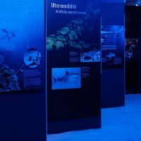 ABD'nin Ünlü “Köpek Balıklarının Dünyası” Sergisi, Özel Saint-Joseph Fransız Lisesi'nde