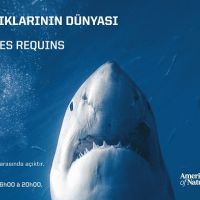 ABD'nin Ünlü “Köpek Balıklarının Dünyası” Sergisi Saint-Joseph Lisesi'nde