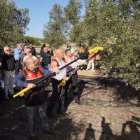 AYVALIK'TA YILIN İLK ZEYTİN HASADI YAPILDI