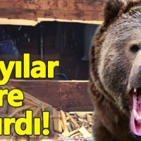 Artvin'de aç ayılar evlere saldırdı