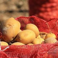 Aşırı artan patates fiyatlarına müdahale