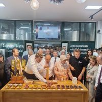 Ayvalık'ta Yılın İlk Zeytin Hasadı Yapıldı: Zeytinyağında Rekolte Beklentisi 400 Bin Ton