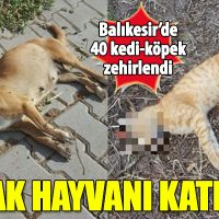 Balıkesir'de sokak hayvanı katliamı