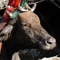 Balıkesir'deki bir büyükbaşta kuduz tespit edildi