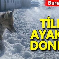 Bayburt'ta bir tilki ayakta dondu!