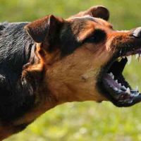 Belediye başkanı, köpeklerin havlamasını yasakladı