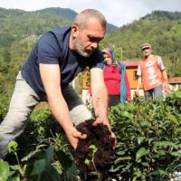Çay üretimini 3 kat arttıran gübre üretildi