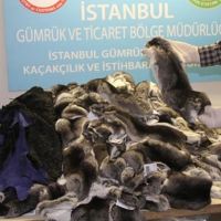 Çinçilla nedir | Çinçila hayvanı özellikleri nelerdir?