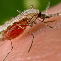 Dang Humması hastalığı (Dengue virüsü) nedir nasıl bulaşır belirtileri tedavi yöntemi nelerdir?
