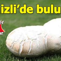 Denizli'de dev mantar bulundu