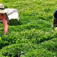 Doğu Karadeniz'den 6,3 milyon dolarlık çay ihracatı