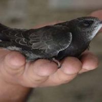 Ebabil kuşu nedir, hikayesi nedir?