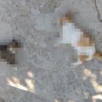 Edirne'de 12 kedi ve 3 köpek zehirlenerek öldürüldü