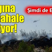 Edirne'de orman yangını