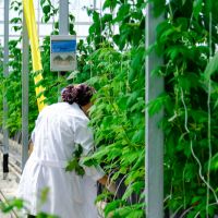 Elara Tarım ile 300 bin metrekarelik akıllı serada 'Bitki İhtiyaç Haritası' dönemi